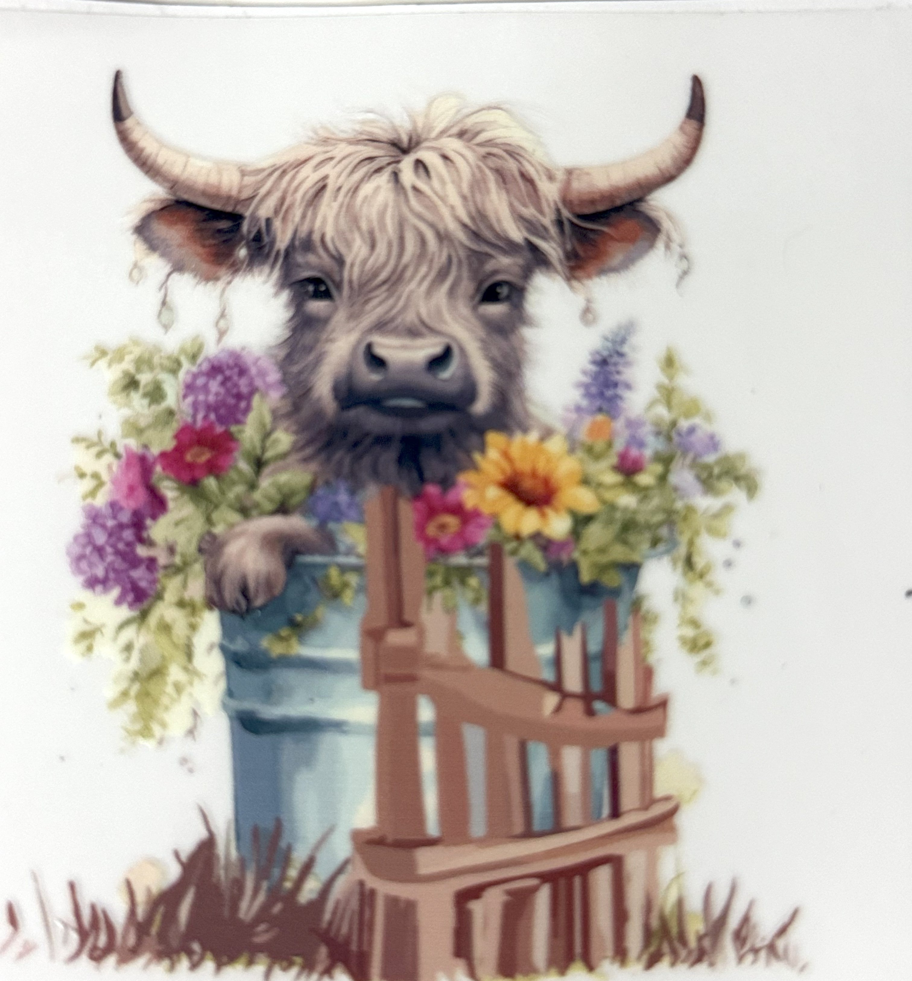 Cow In A Bucket